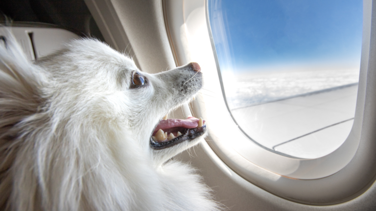 Bark Air rivoluziona i viaggi per cani con voli di lusso tra Los Angeles, New York, Londra e Parigi. Scopri tutti i comfort esclusivi per i nostri amici a quattro zampe.