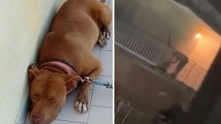 Un cane è stato incatenato sul balcone e picchiato il vicino di casa registra il video e chiama la poliza