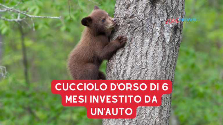 cucciolo d'orso di 6 mesi investito da un'auto, morto per le ferite riportate