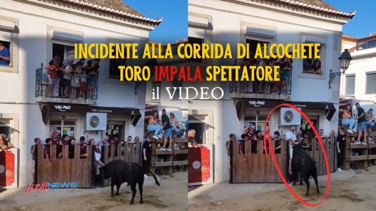 Incidente alla Corrida di Alcochete Toro Impala Spettatore