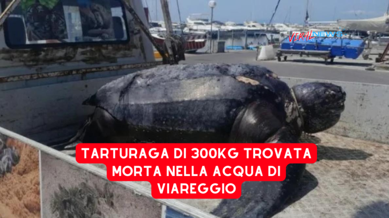 Tartaruga liuto 300kg trovata morta a viareggio