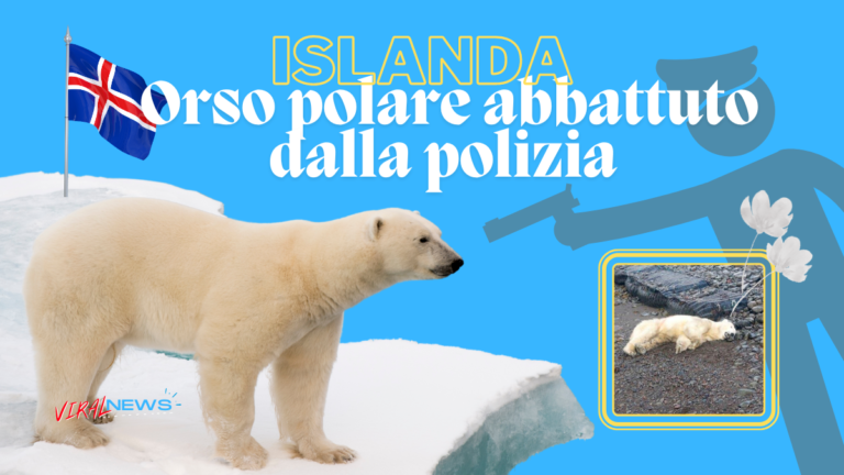 L’orso polare abbattuto dalla polizia in Islanda