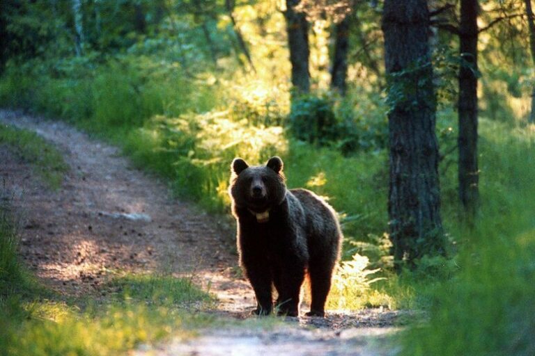 L'Orso della Discordia: Il Referendum che Ha Scosso la Val di Sole