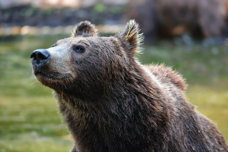 Orsi vs Umani: Un Nuovo Capitolo di Convivenza Forzata in Trentino