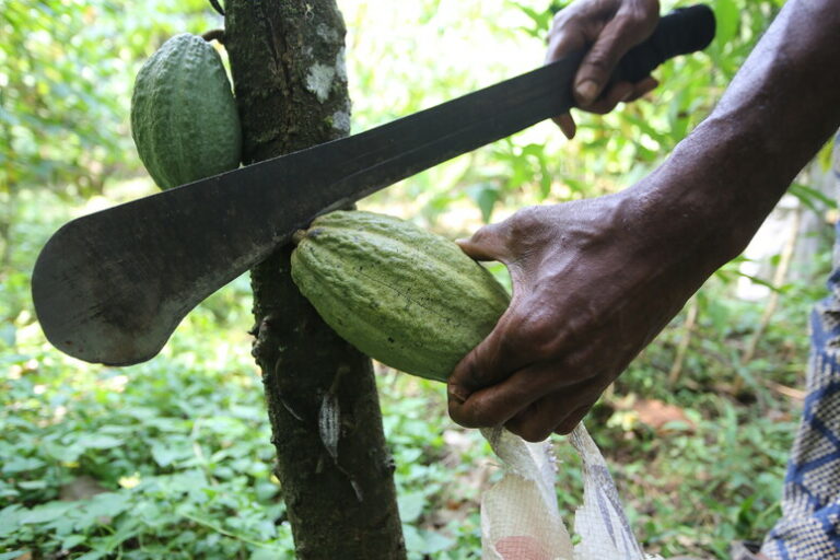 L'Amara Verità del Cioccolato: Come il Clima Sta Sciogliendo il Mercato del Cacao