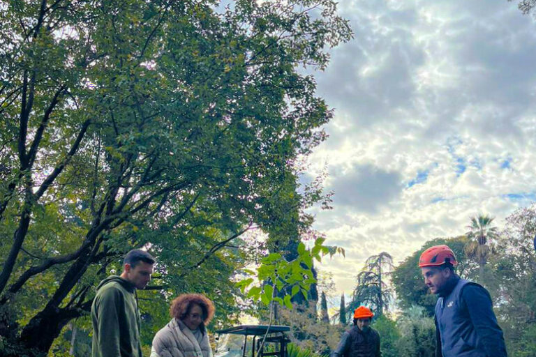 Un Tesoro Verde Rinasce: Nove Alberi Storici Rivivono nella Reggia di Caserta