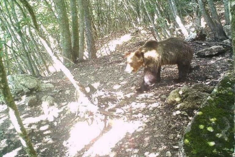 Addio M91: La Notte che ha Silenziato un Orso in Trentino