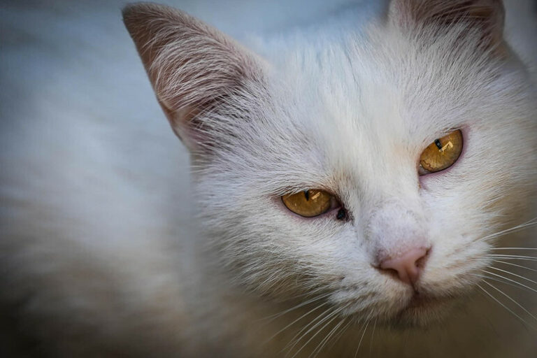 La Lettiera del Gatto e l'Iva al 22%: Un Salasso Felino Inaspettato!