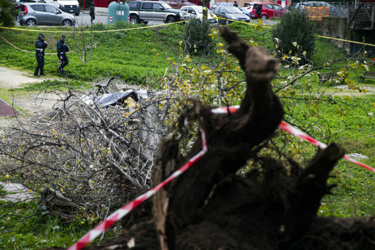 Tragedia a Roma: Un Albero si Abbatte e Cambia il Destino di una Comunità