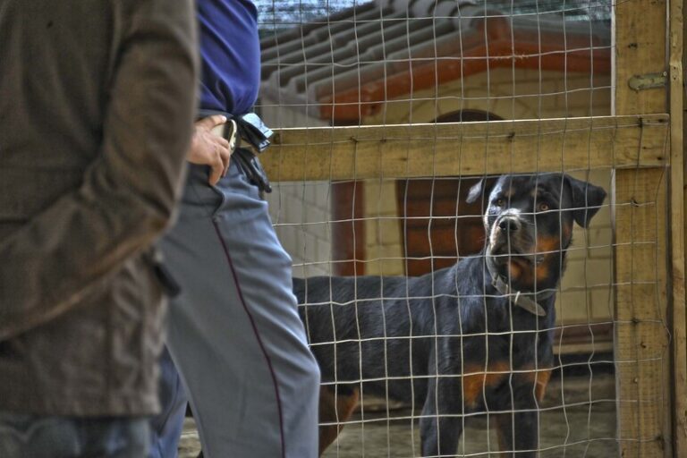 Quando i Rottweiler Diventano Complici: Notte di Terrore a Milano