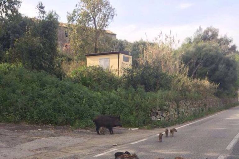 Un'Emergenza Sulla Strada: Incidenti Mortali con la Fauna Selvatica