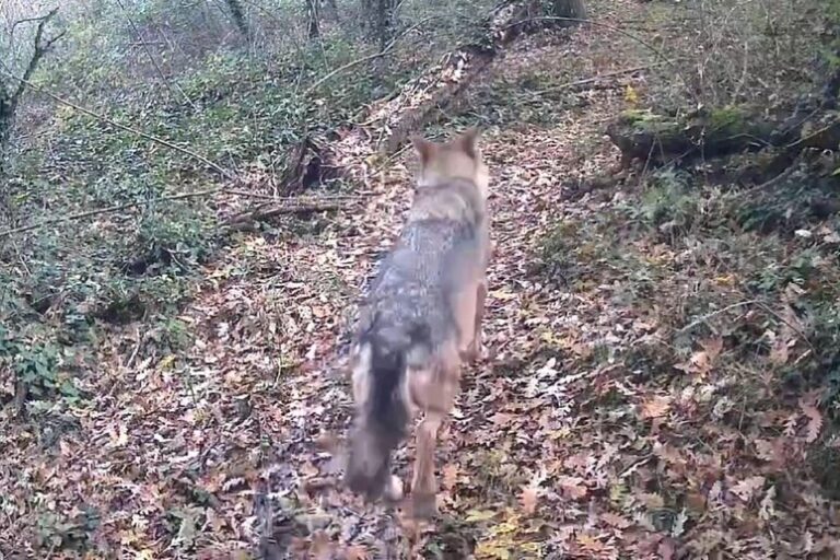 Salvataggio Spettacolare: Un Lupo nella Roggia di Gaggiano